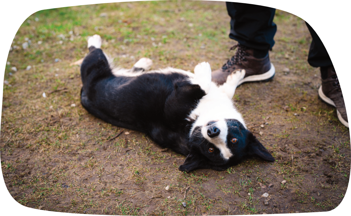 Testime ühte väga pikka pealkirja, et mis juhtub