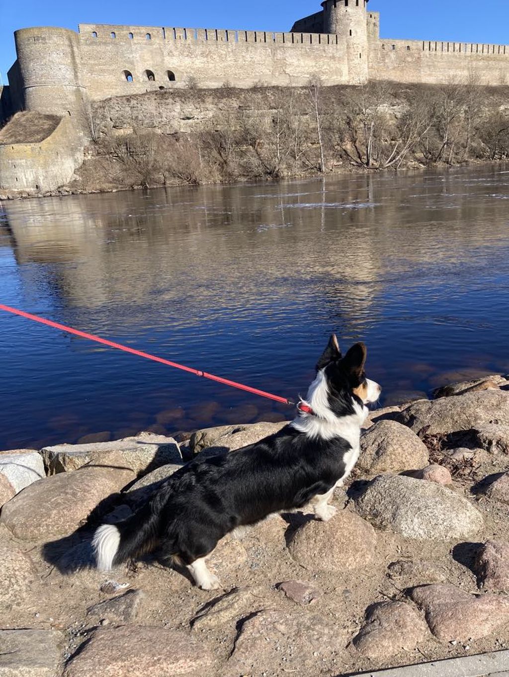 Pärnu Dog Show 04.01.2026