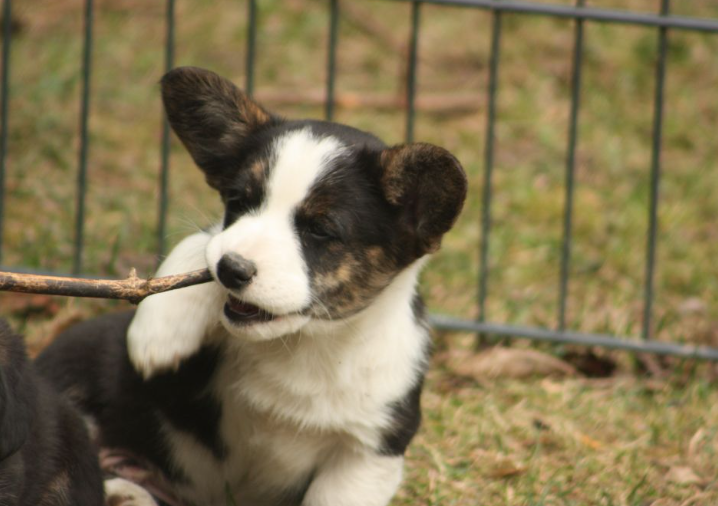 Cardigani pesakond 2026 suvi