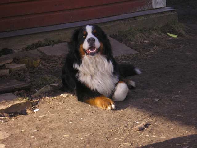 Margarita Nigra Bernhard