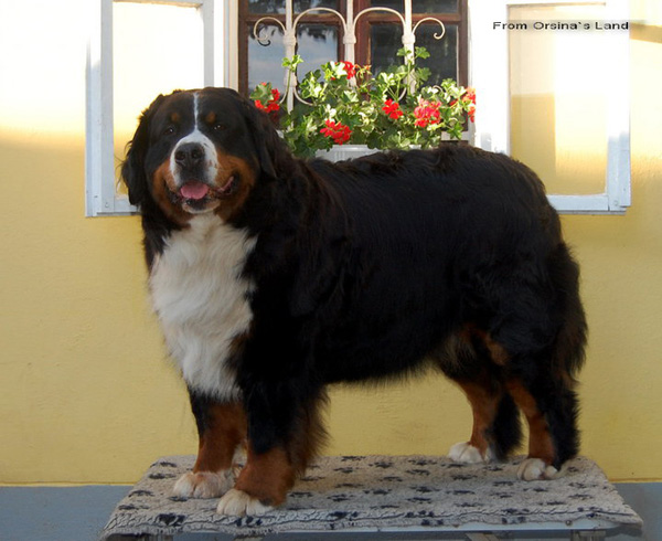 Black Quintta From Orsina`s Land