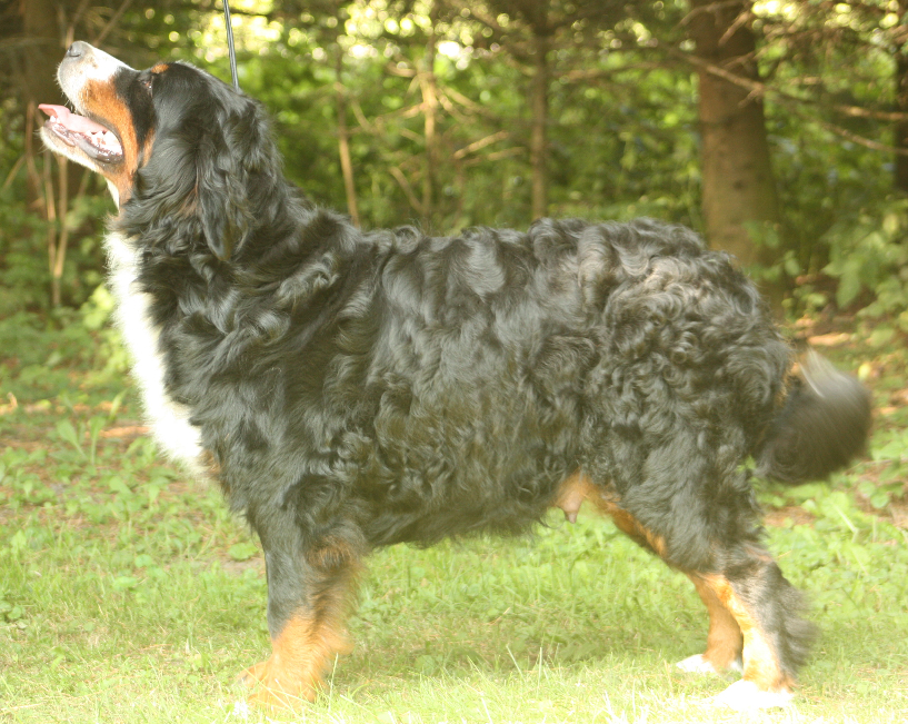 MARGARITA NIGRA PÄRLIPÜÜDJA - EST JCH