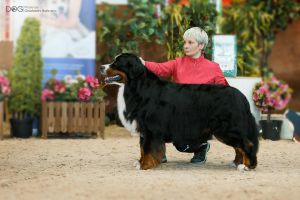 Elenberner Born To Win