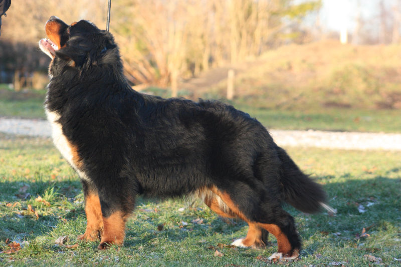 Margarita Nigra Xena Brita