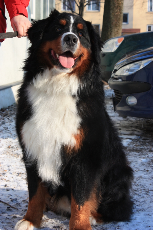 Margarita Nigra Elbrus