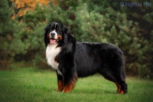 Millenium Star Mackenzie