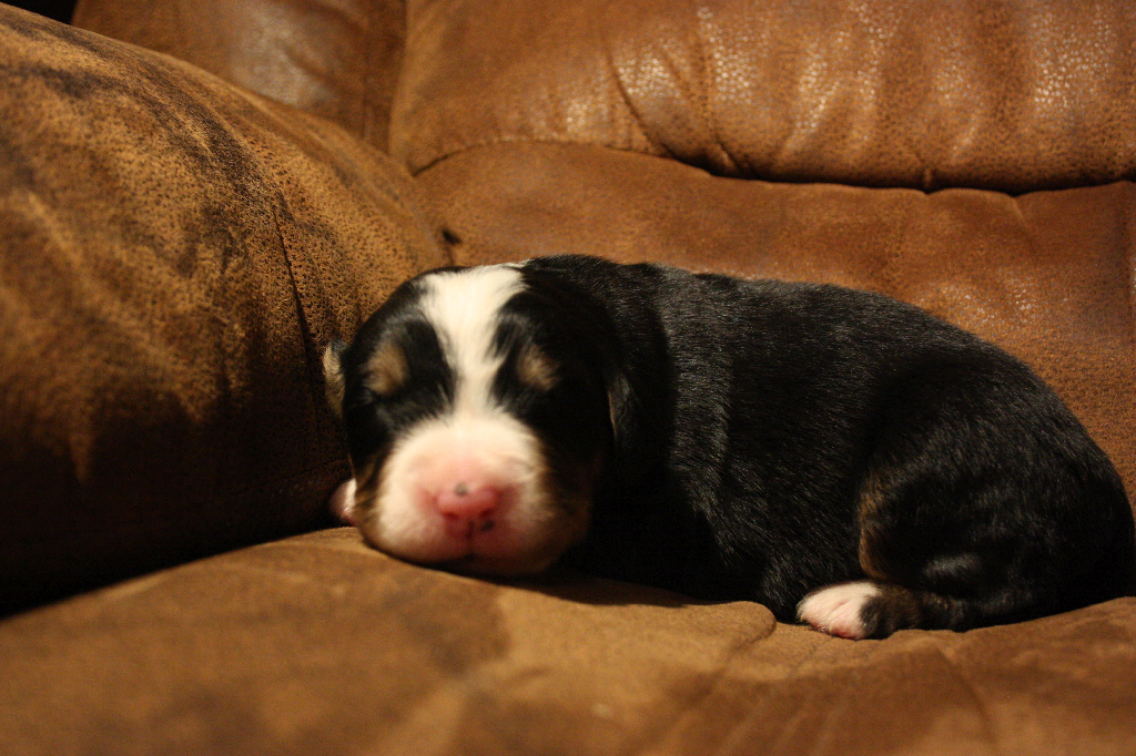 Gallery for d2-litter-bernese