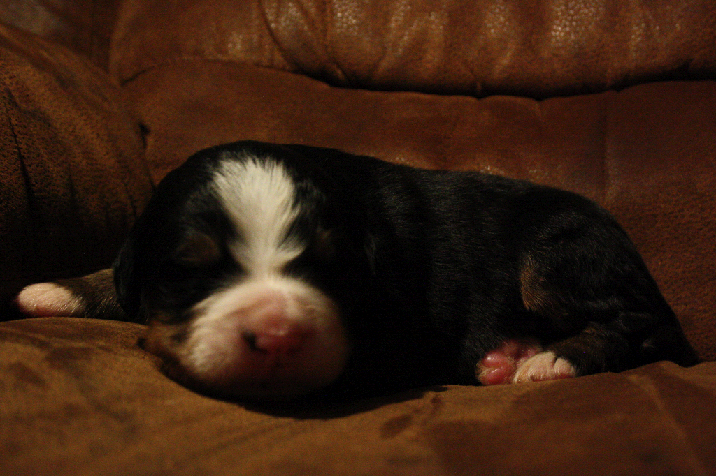 Gallery for d2-litter-bernese