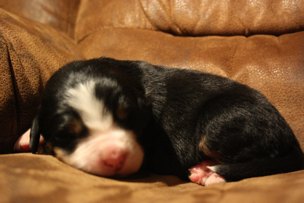 Gallery for d2-litter-bernese