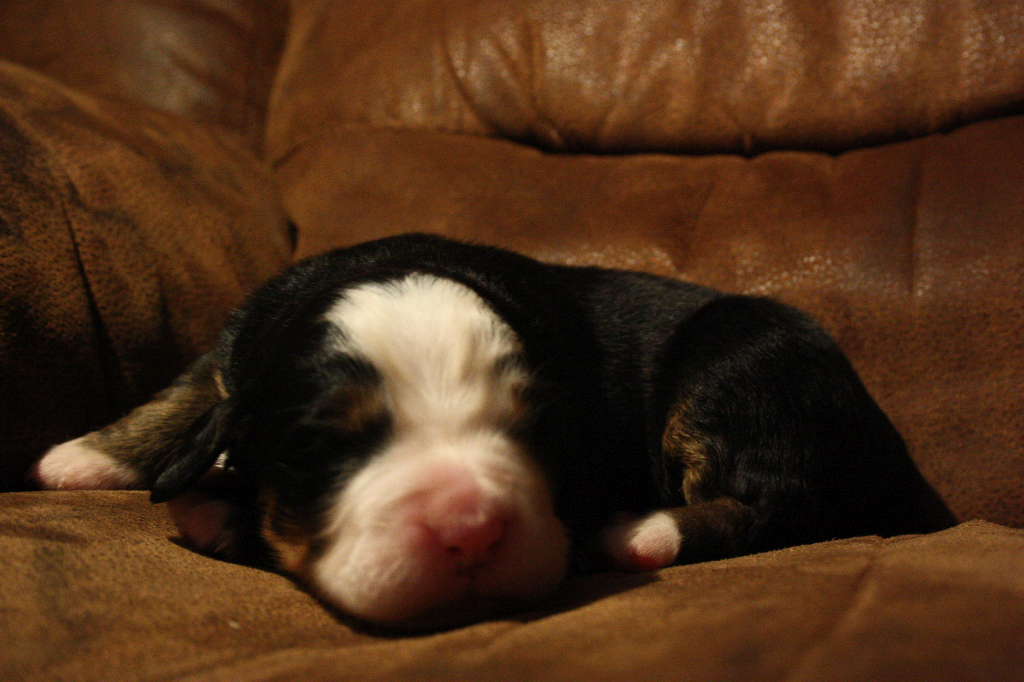 Gallery for d2-litter-bernese