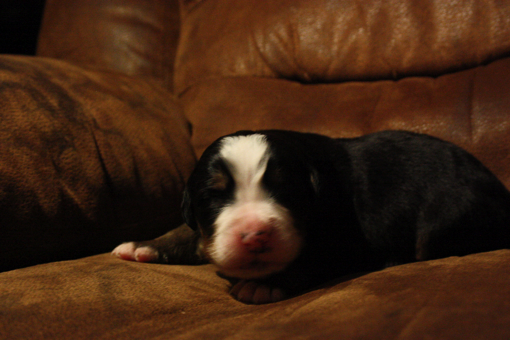 Gallery for d2-litter-bernese