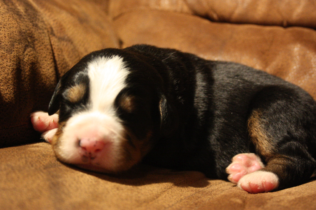 Gallery for d2-litter-bernese