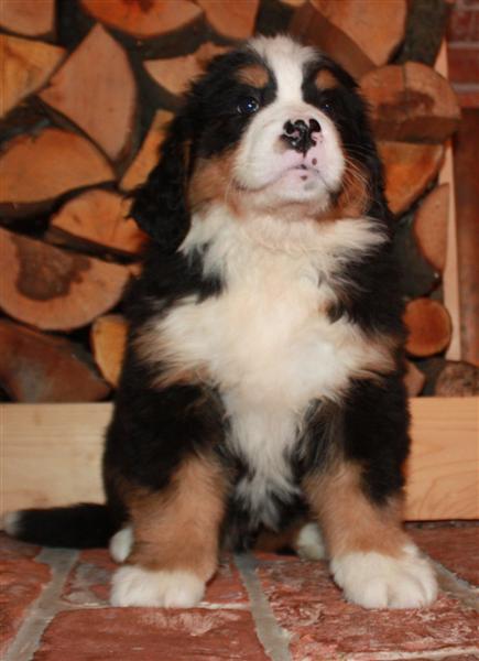 Gallery for j-litter-bernese
