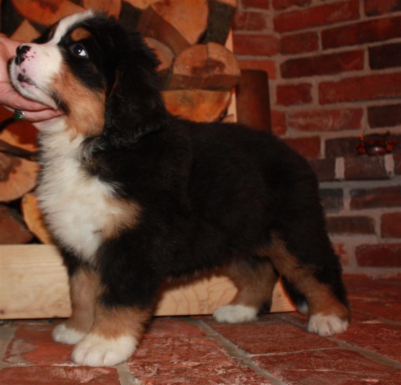 Gallery for j-litter-bernese