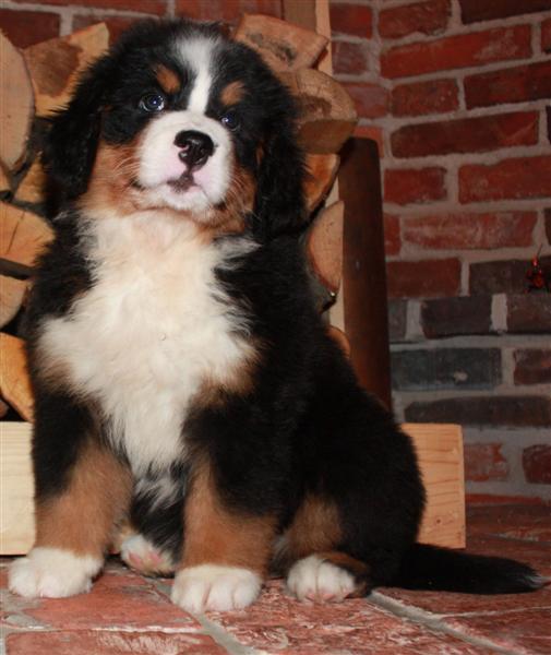 Gallery for j-litter-bernese