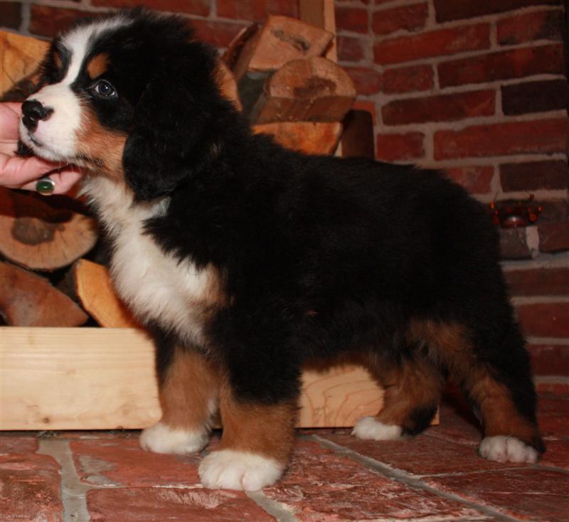 Gallery for j-litter-bernese