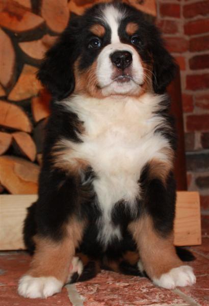 Gallery for j-litter-bernese