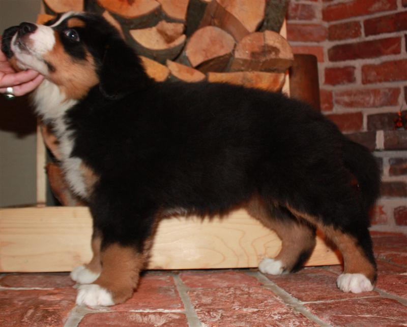 Gallery for j-litter-bernese