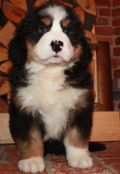 Gallery for j-litter-bernese