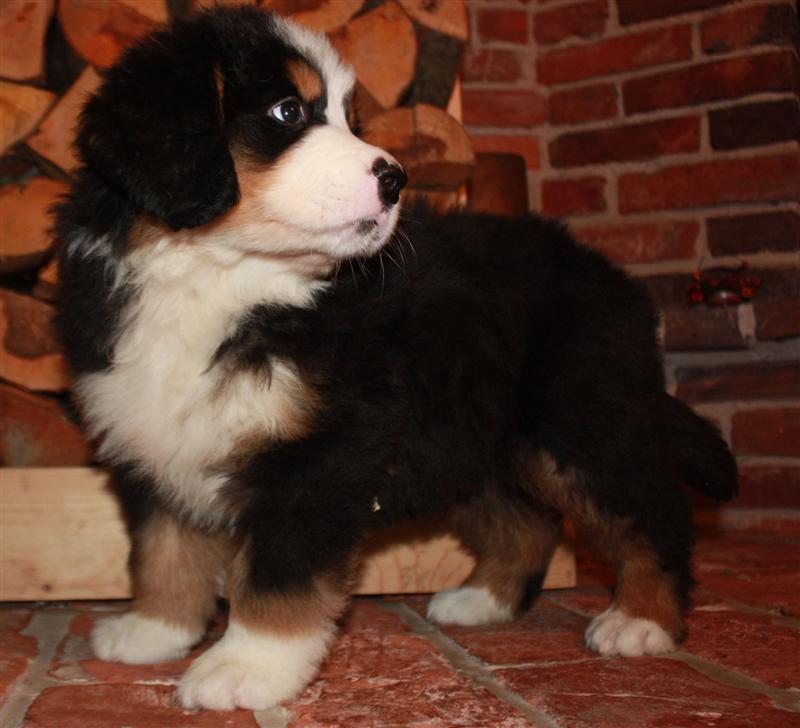 Gallery for j-litter-bernese