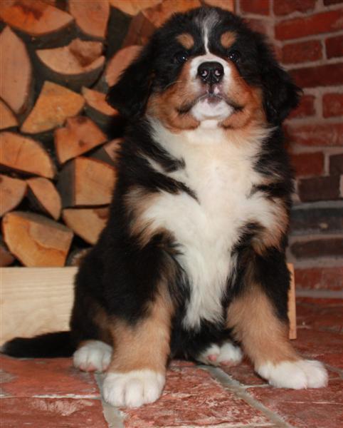Gallery for j-litter-bernese