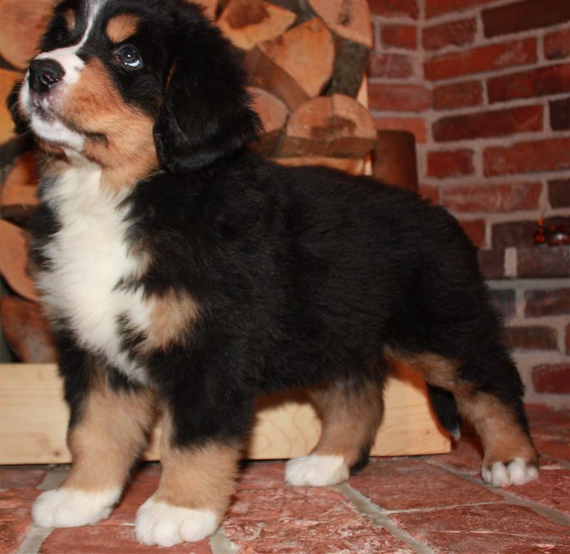 Gallery for j-litter-bernese