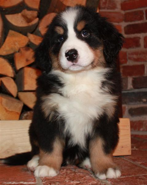 Gallery for j-litter-bernese