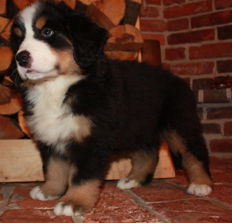 Gallery for j-litter-bernese
