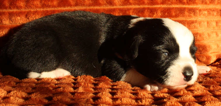 Gallery for r2-litter-cardigan