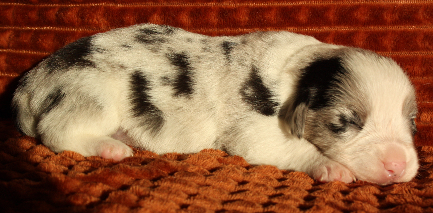Gallery for r2-litter-cardigan