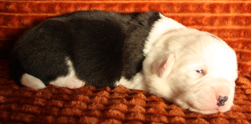 Gallery for r2-litter-cardigan