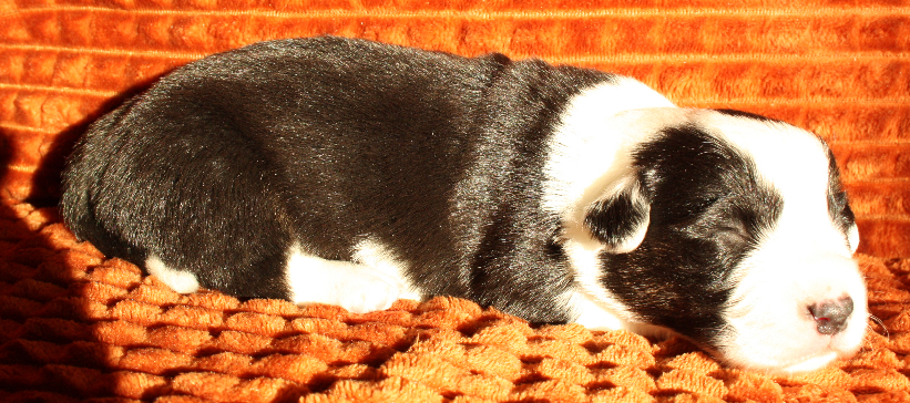 Gallery for r2-litter-cardigan