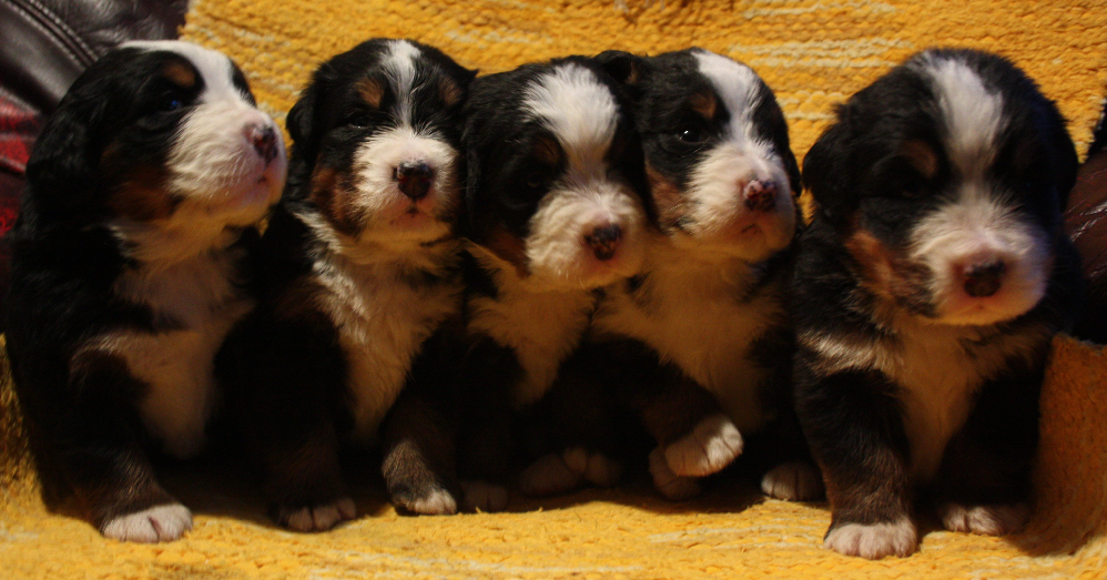 Gallery for j2-litter-bernese