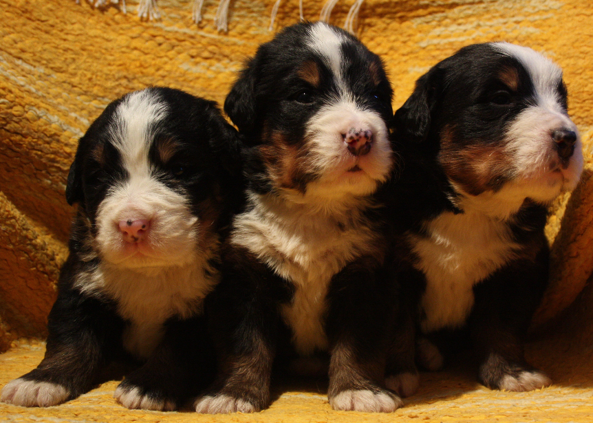 Gallery for j2-litter-bernese