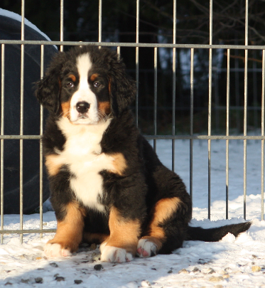Gallery for i2-litter-bernese