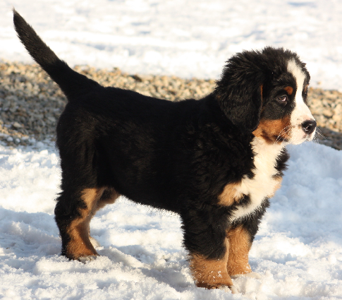 Gallery for i2-litter-bernese