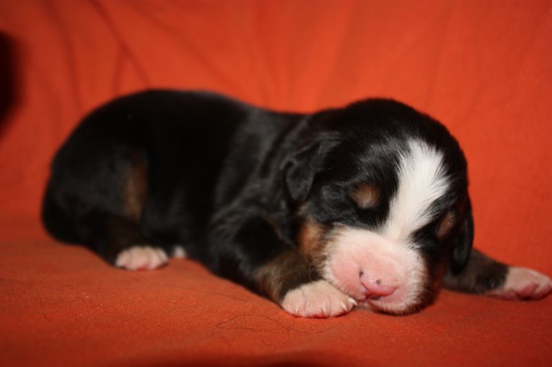 Gallery for l-litter-bernese