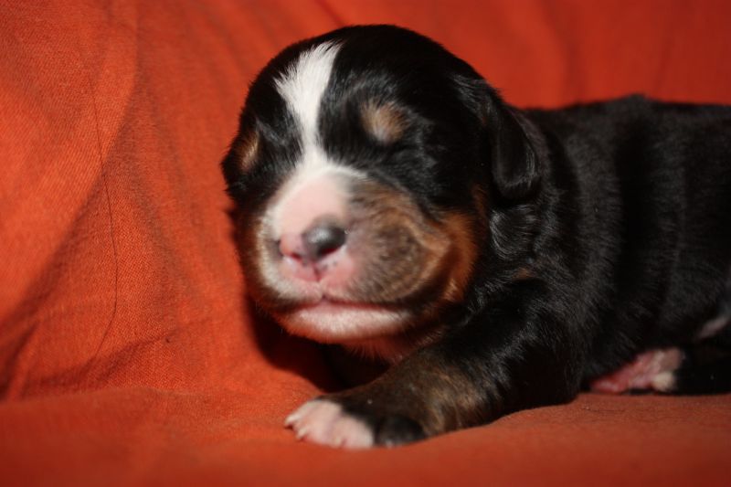 Gallery for l-litter-bernese