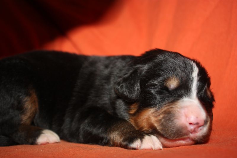 Gallery for l-litter-bernese
