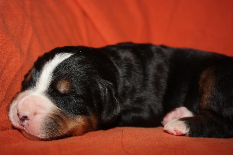 Gallery for l-litter-bernese