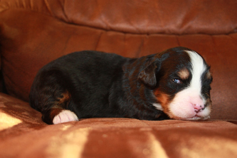 Gallery for a2-litter-bernese