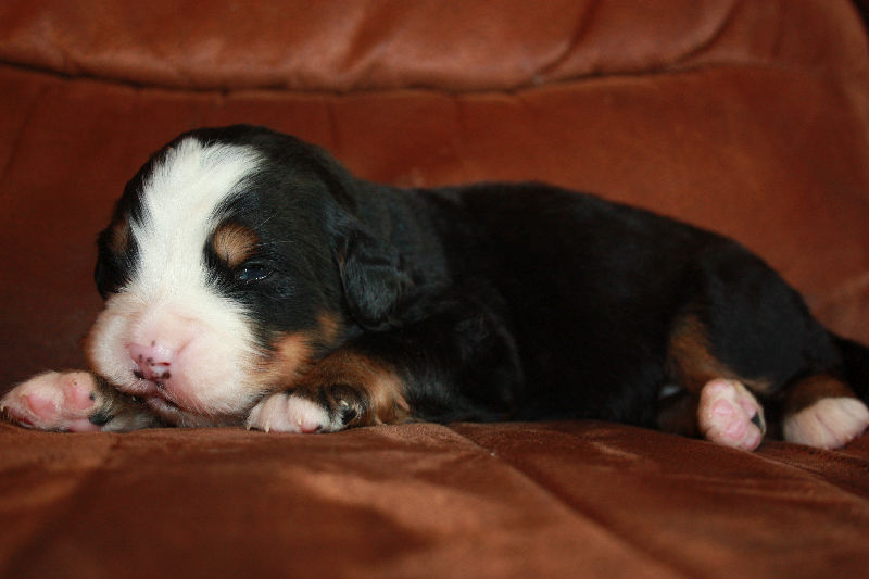 Gallery for a2-litter-bernese
