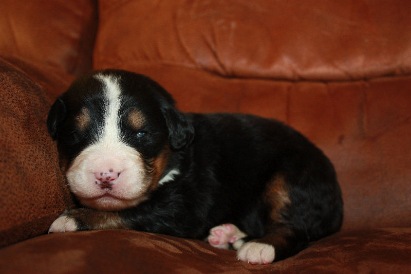 Gallery for a2-litter-bernese
