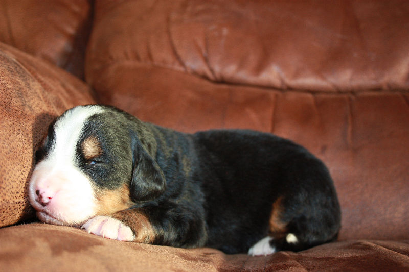 Gallery for a2-litter-bernese