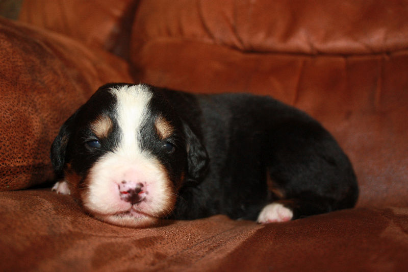 Gallery for a2-litter-bernese