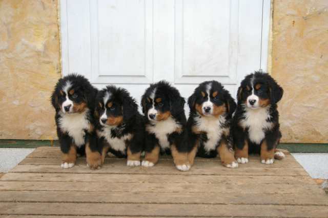 Gallery for e-litter-bernese