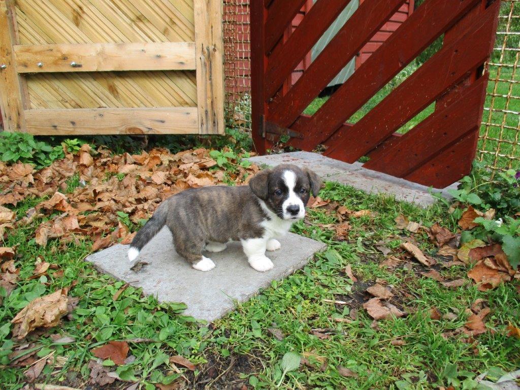 Gallery for z-litter-cardigan