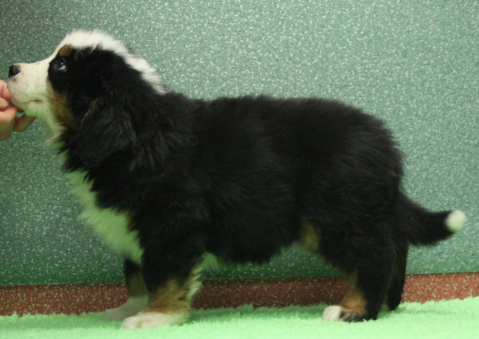 Gallery for i2-litter-bernese