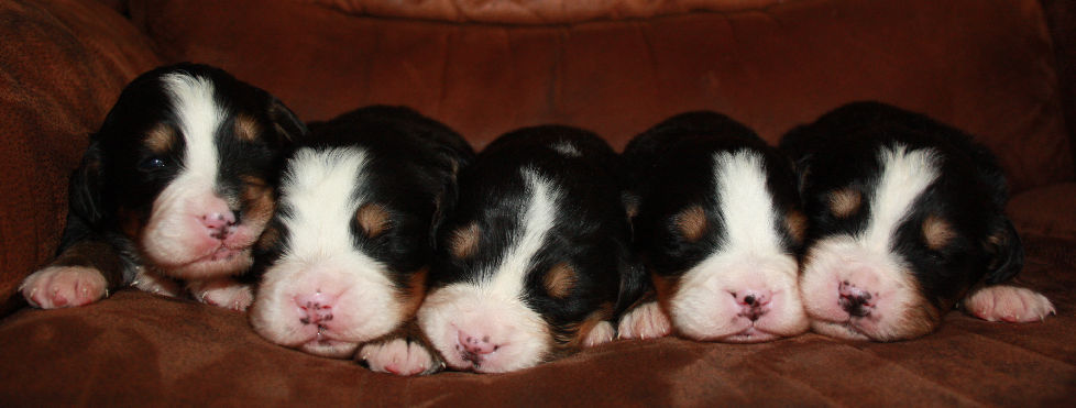 Gallery for a2-litter-bernese