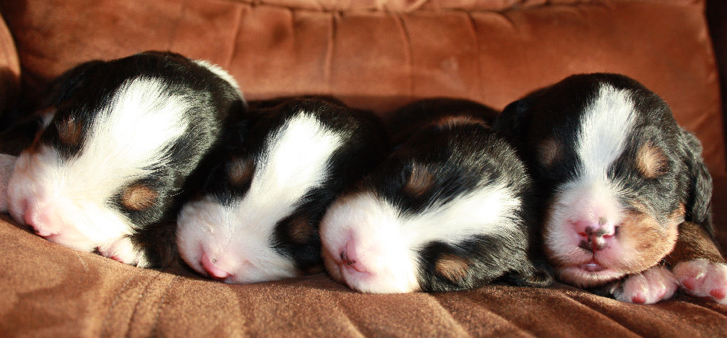 Gallery for a2-litter-bernese